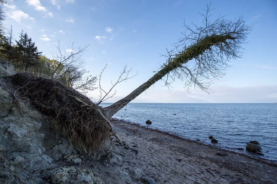 Baltic sea with a fallen tree 