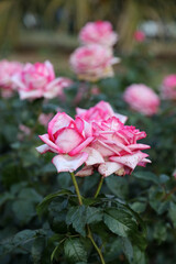 Beautiful pink roses in outdoor garden setting surrounded by green leaves and foliage