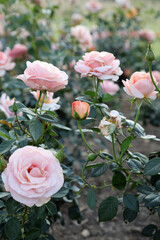 Beautiful pink roses in outdoor garden setting surrounded by green leaves and foliage