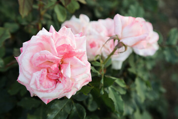 Beautiful pink roses in outdoor garden setting surrounded by green leaves and foliage