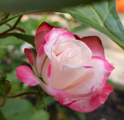 A Close up of Rose flower