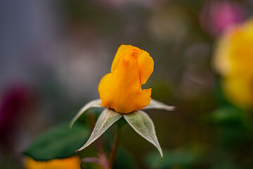 yellow rose