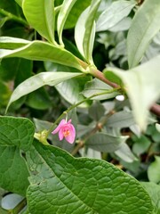 antigonon leptopus, pink flower vine