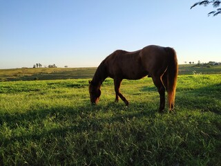 horse grazing on a farm in brazil