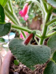 kohleria amabilis pink flower