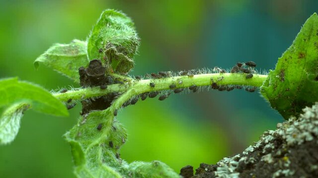 A colony of ants farming aphids in Close-up - 4K  Macro of insect pests - plant lice, vegetable fly, black fly white juice from plants.