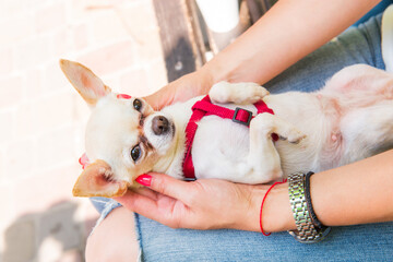 Young woman holding a small chihuahua dog, puppy. Cute pet. Top view. Selective focus. Copy space.
