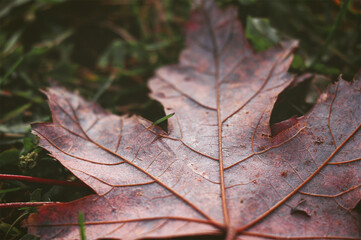 maple leaf in autumn