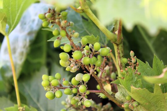 Un &aacute;rbol con peque&ntilde;as plantas 