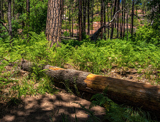 Hiking the West Fork Trail at Sedona, Arrzona