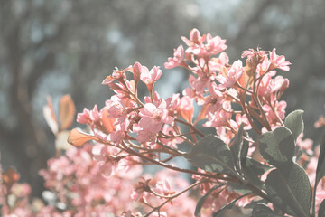 Pink Flowers