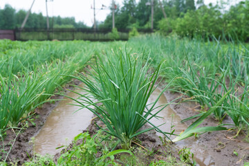 Green onions in the water on the garden plot