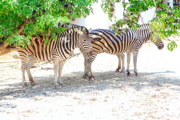 Fototapeta na wymiar Burchell's zebra in the zoo 