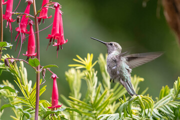Anna&rsquo;s hummingbird feeding on flower