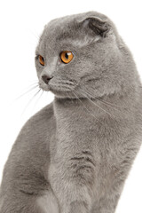 Close-up portrait of a Scottish fold cat
