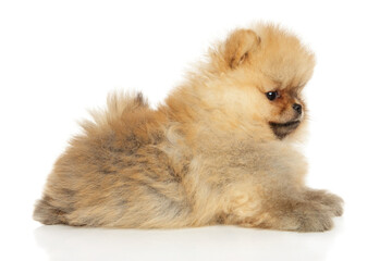 Pomeranian puppy lies