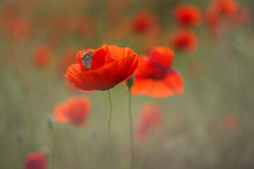 Obraz premium Red poppy close-up on a blurry green background with a copy of the space. a butterfly Cupidinidae sits on a poppy flower.