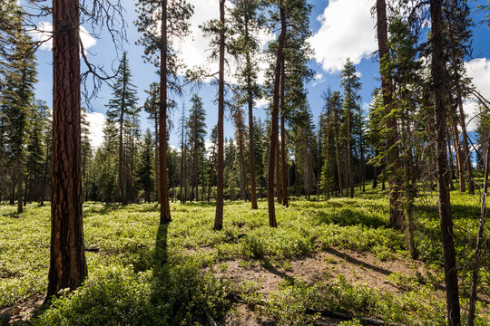 Summer forest with covered by wildflowers marge