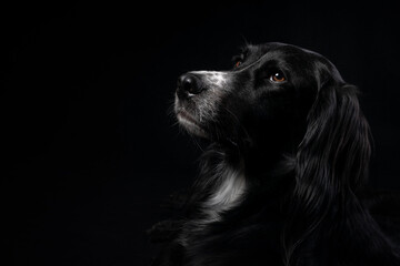 Low key profile studio portrait of a black Irish Setter with a sad and lonely expression and...
