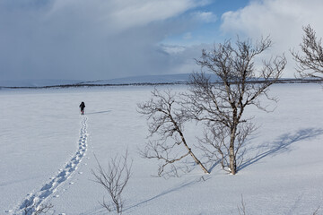 winter landscape with tree