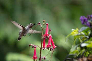 Anna’s hummingbird with flower