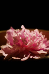 Peony lay in the water. Vertical orientation. Copy space. Spa day. Natural perfume and cosmetics concept.