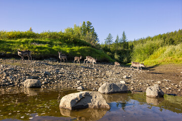 Fototapeta na wymiar deers on the river