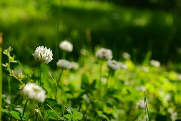 Small white flower in green grass and shadows