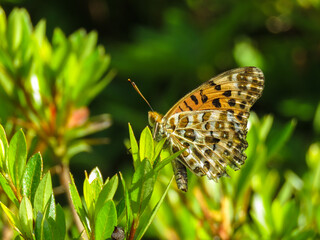 Argynnis_hyperbius