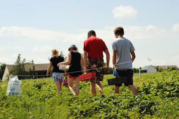 agritourism, working in the field. Collecting fruits.