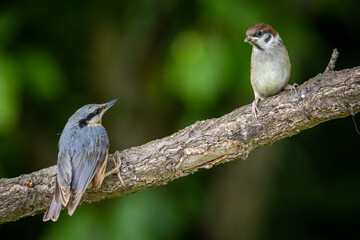 Eurasian tree sparrow (Passer montanus) and Eurasian nuthatch or Wood nuthatch (Sitta europaea)