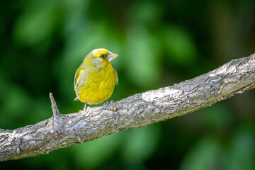European greenfinch (Chloris chloris)