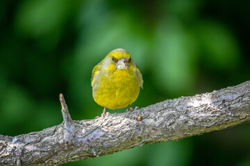 European greenfinch (Chloris chloris)