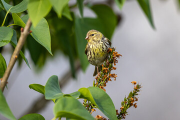European serin (Serinus serinus)