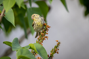 European serin (Serinus serinus)