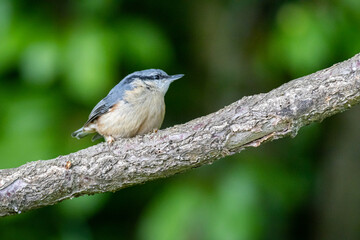 Eurasian nuthatch or Wood nuthatch (Sitta europaea)