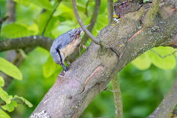 Eurasian nuthatch or Wood nuthatch (Sitta europaea)