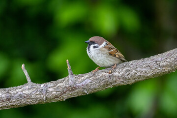 Eurasian tree sparrow (Passer montanus)