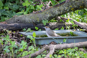 Eurasian blackcap (Sylvia atricapilla)