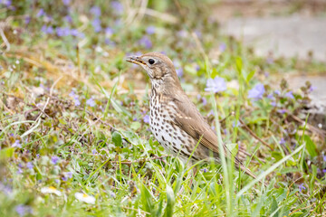 Song Thrush (Turdus philomelos)