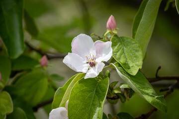 Whiter apple tree flower
