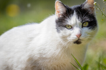 White-Black cat closeup portrait