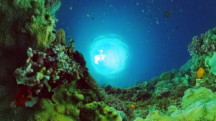 Coral garden seascape and underwater world. Colorful tropical coral reefs. Life coral reef. Panglao, Bohol, Philippines.