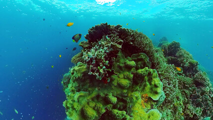 Underwater Scene Coral Reef. Underwater sea fish. Tropical reef marine. Colourful underwater seascape. Panglao, Bohol, Philippines.