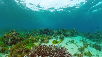Tropical fishes and coral reef at diving. Beautiful underwater world with corals and fish. Panglao, Bohol, Philippines.