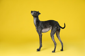 Obraz premium Cute Italian Greyhound dog on yellow background