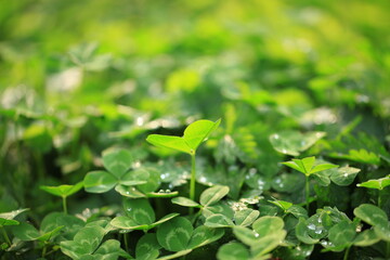 Grass background, green background