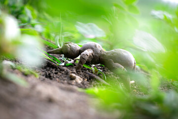 Clay Animal toy - Ant made by soil in the grass.