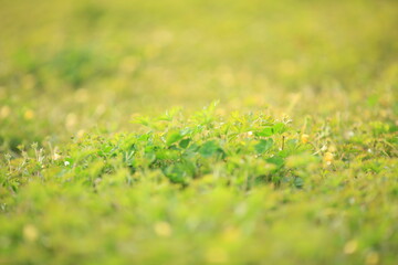 Grass background, green background