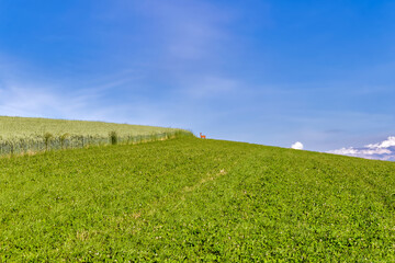 Agricultural field with a female deer (doe, hind) in the distance. With copyspace for text.
